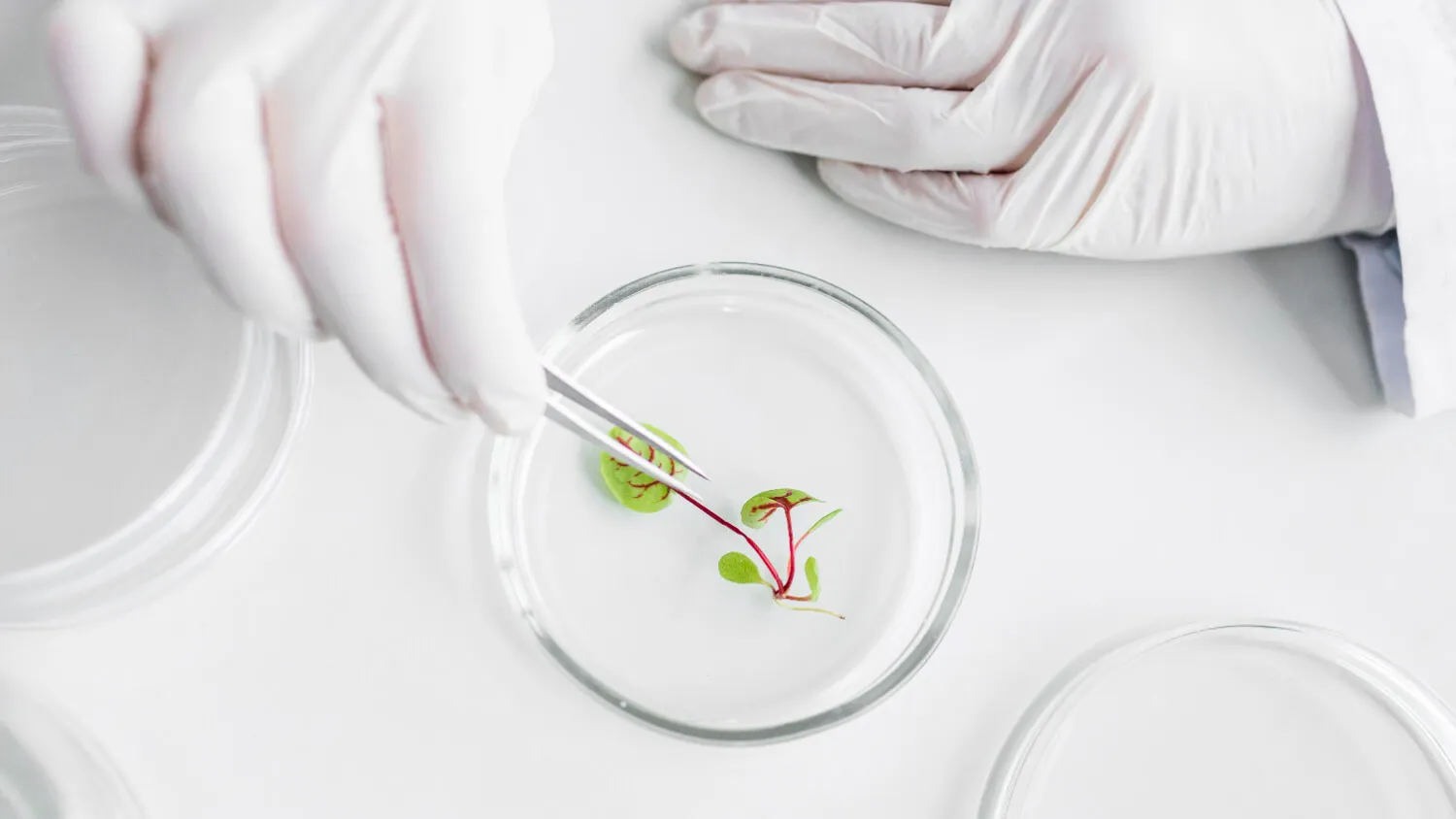 Premium quality nattokinase